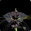 Black Bat Flower Tacca Chantrieri – Small Rooted Starter Plant – Tropical Black Lily