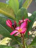 Hot Pink Plumeria Cutting – 12” Unrooted Frangipani Stem for Propagation, Tropical Flowering Plant Starter