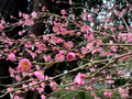 Japanese Ume Plum Cuttings – 2 Unrooted Prunus mume Cuttings, Winter Flowering Tree with Edible Fruit