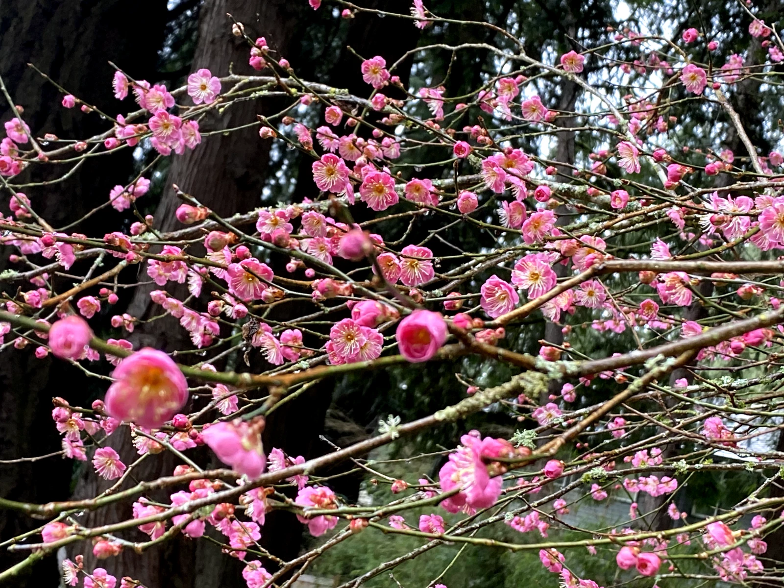 Japanese Ume Plum Cuttings – 2 Unrooted Prunus mume Cuttings, Winter Flowering Tree with Edible Fruit