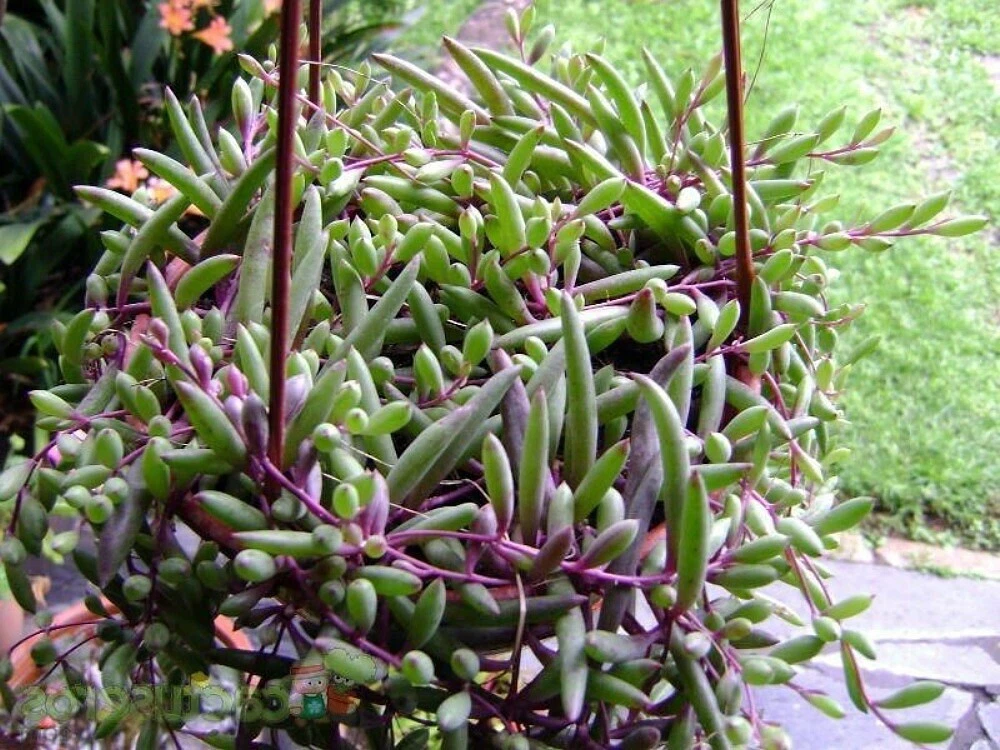 Ruby Necklace Othonna capensis – 4 Fresh Succulent Cuttings, Trailing Red-Stem Plant for Easy Propagation
