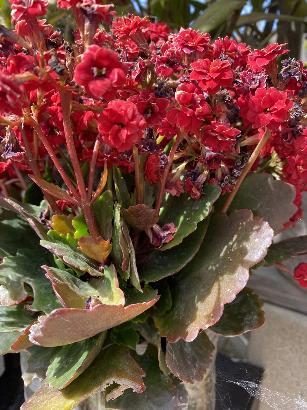 Red Kalanchoe Blossfeldiana Succulent Cuttings – Set of 2, Flowering Succulent for Planting