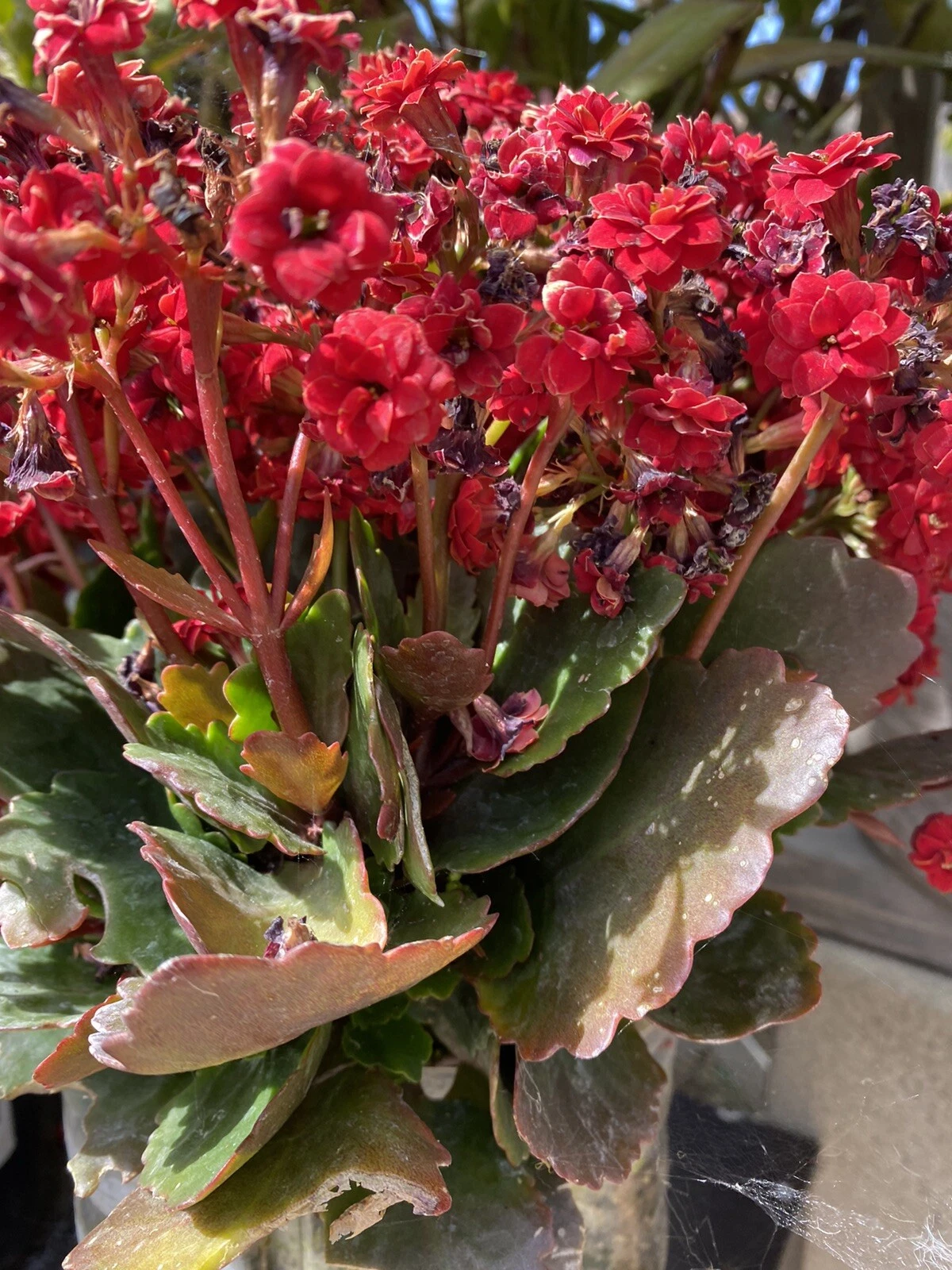Red Kalanchoe Blossfeldiana Succulent Cuttings – Set of 2, Flowering Succulent for Planting