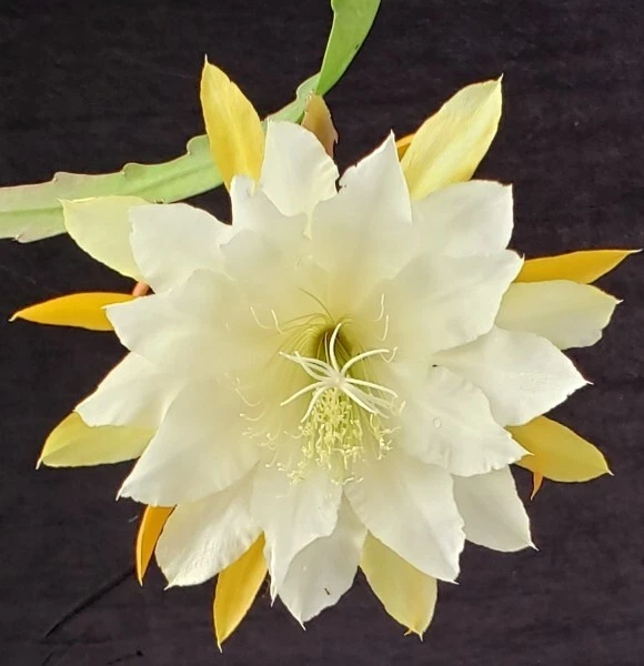 Epiphyllum ‘Golden Pearl’ Rooted Cutting – Rare Orchid Cactus Start, Yellow Bloom Hybrid, Easy Houseplant for Hanging Pots