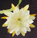 Epiphyllum ‘Golden Pearl’ Rooted Cutting – Rare Orchid Cactus Start, Yellow Bloom Hybrid, Easy Houseplant for Hanging Pots