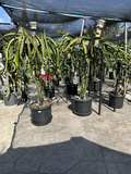 Dragon Fruit Tree Cuttings for Planting – 2 Live Stems 8–12 Inches, Tropical Climbing Cactus