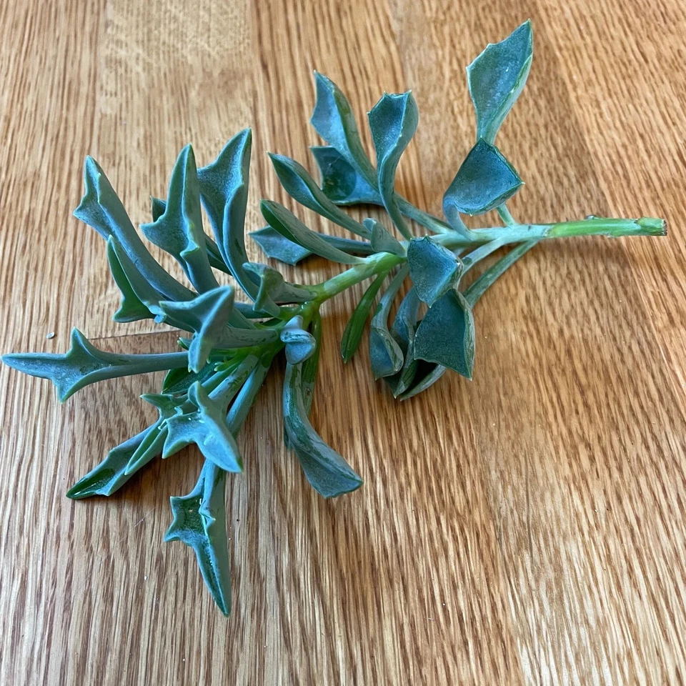 Senecio Kleiniformis Succulent Cuttings – Set of 3 Spear Plant Cuttings, 5+ Inch Live Succulent for Planting