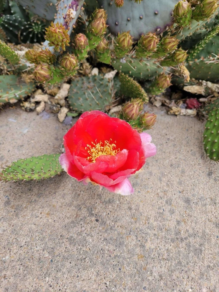 Opuntia Arizona Red – Prickly Pear Cactus Cutting | Opuntia phaeacantha × woodsii | Hardy Desert Cactus Variety