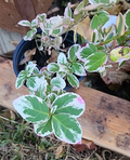 Variegated Creeping Fig Cuttings – Ficus pumila Variegata – 5 Unrooted Cuttings, 6+ Inches