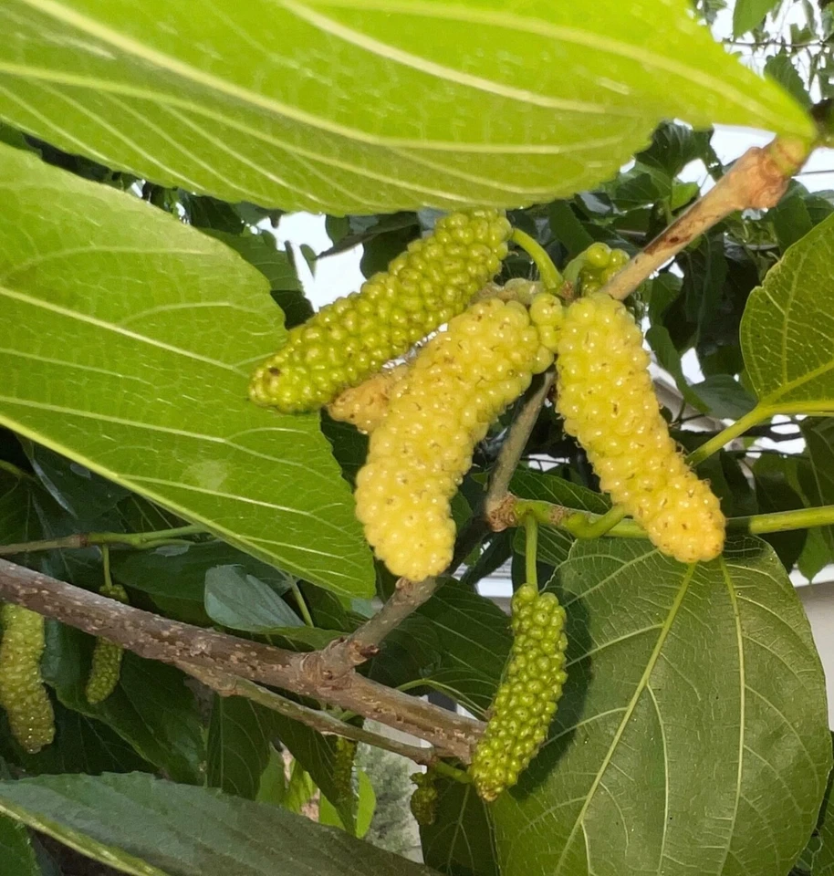 White Shahtoot Mulberry Cuttings – 10 Fresh Unrooted 6–10" Stems, Sweet Fruit Variety for Home Orchards & Propagation