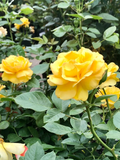 3 Yellow Texas Rose Cuttings – Unrooted 6–8" Rose Stems for Rooting, Live Heirloom Garden Rose Starter