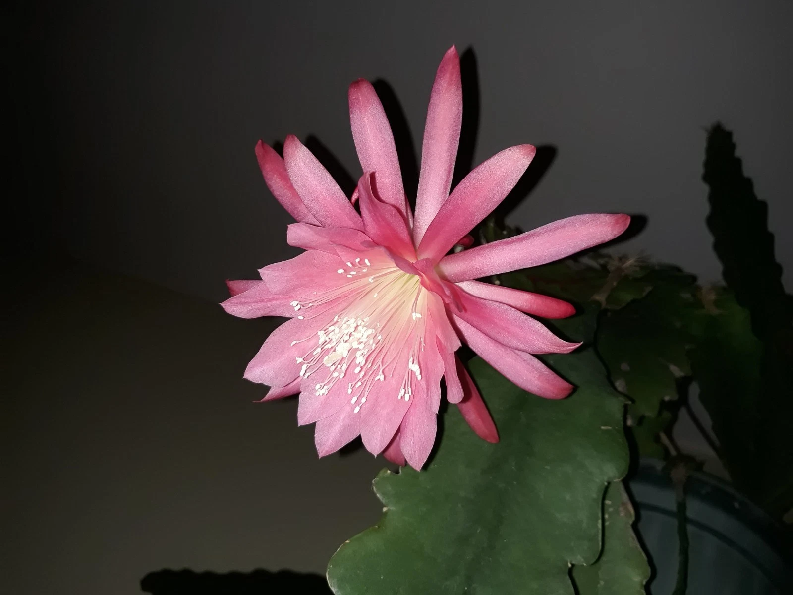 Epiphyllum Orchid Cactus Pink – 3 Unrooted Cuttings – Night Blooming Cactus Plant