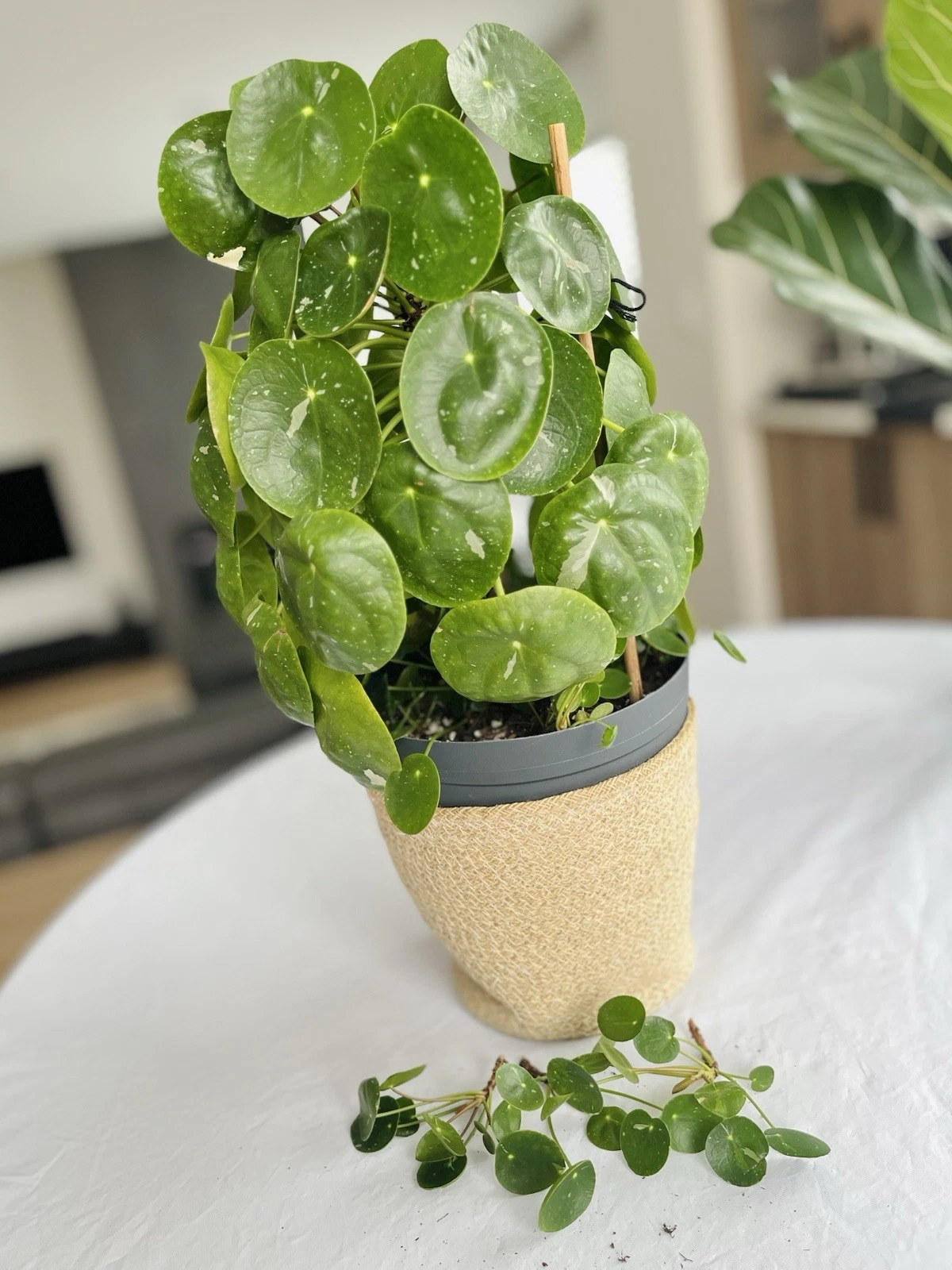 Variegated Pilea Peperomioides Cuttings for Planting – White Splash Chinese Money Plant, Unrooted Houseplant Cuttings