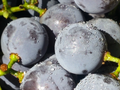 Concord Grape Cuttings – 12 Unrooted Thin Cuttings, Vitis labrusca, Seeded Grape Variety for Planting