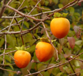 Hachiya Persimmon Cuttings – 5 Fresh Branch Cuts from Japanese Fruit Tree, Diospyros kaki Scion Wood for Grafting & Propagation