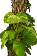 Golden Pothos Rooted Node Cuttings – 3 Single Leaf Epipremnum Aureum Starts, Variegated Indoor Climbing Plant