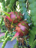 Purple Haze Dragon Fruit – 2 Red-Flesh Cuttings, 9–14" Hylocereus Stems for Easy Rooting and Trellis Growing