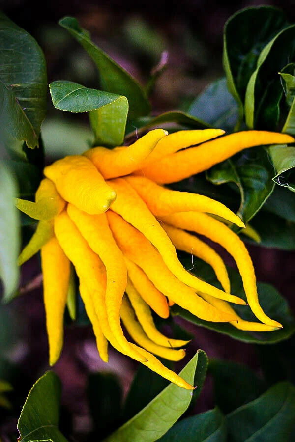 Buddhas Hand Fingered Citron Tree Live Plant – 12–15 Inch Tall Citrus medica, 5 Inch Potted Tree