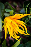 Buddhas Hand Fingered Citron Tree Live Plant – 12–15 Inch Tall Citrus medica, 5 Inch Potted Tree