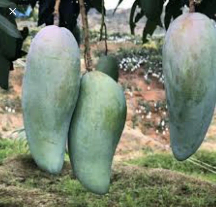 Mango Xoai Tuong Scions – 5 Elephant Mango Cuttings for Grafting, Mangifera Indica Variety