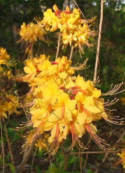 Escatawpa Aromi Azalea Starter Plant – Deciduous Rhododendron Shrub, Live Plant May Be Dormant