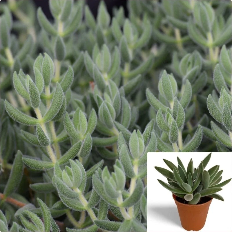 Crassula mesembryanthoides – 15 Cuttings, Moon Glow / Pig Ear Crassula, Live Succulent Starts for Rooting & Propagation