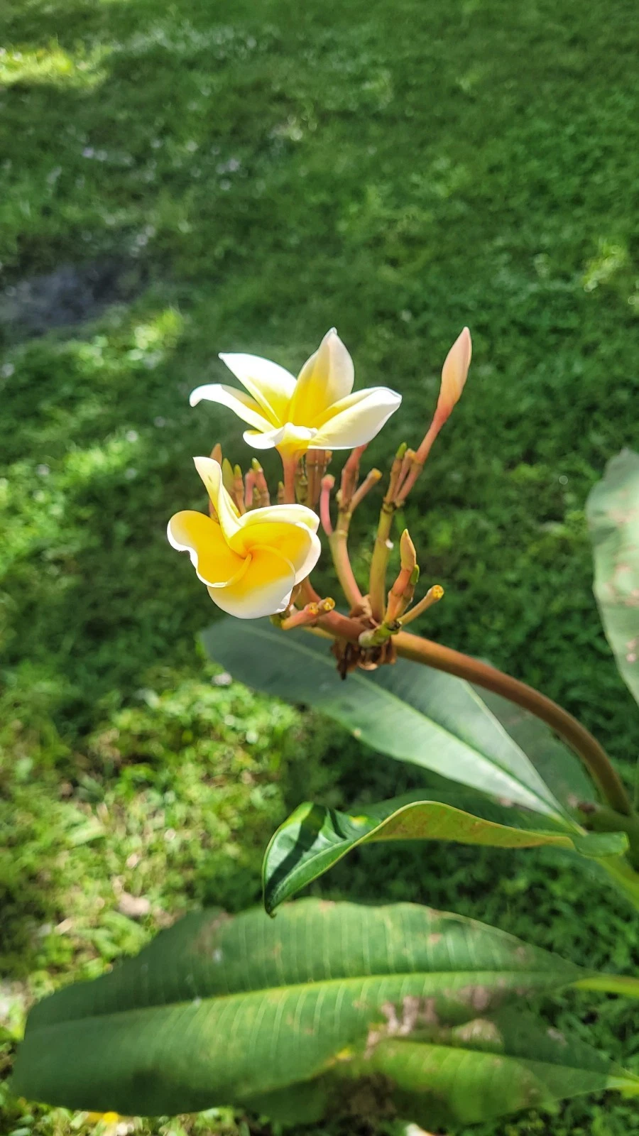 Yellow and White Plumeria Cuttings – 5 Live Frangipani Cuttings 10 Inch for Planting, Tropical Flowering Tree