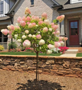 Vanilla Strawberry Hydrangea Cuttings – 20 Fresh Unrooted Cuttings, Hydrangea Paniculata for Propagation
