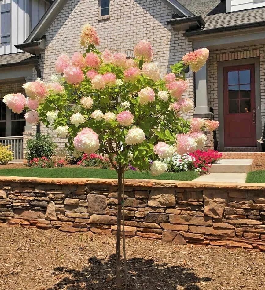 Vanilla Strawberry Hydrangea Cuttings – 20 Fresh Unrooted Cuttings, Hydrangea Paniculata for Propagation
