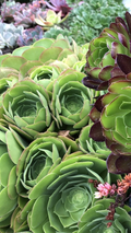 Rose Aeonium Cuttings – 2 Large Red-Tipped Succulent Heads, 6–8 Inch Wide for Rooting and Propagation