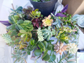 11 Mixed Succulent Cuttings 4–6" – Fresh Colorful Varieties | Live Unrooted Starter Plants