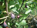 Aubique Petite Fig Tree Cuttings – 7 Fresh Ficus carica Stems, Sweet Dark Fruit Variety for Easy Propagation
