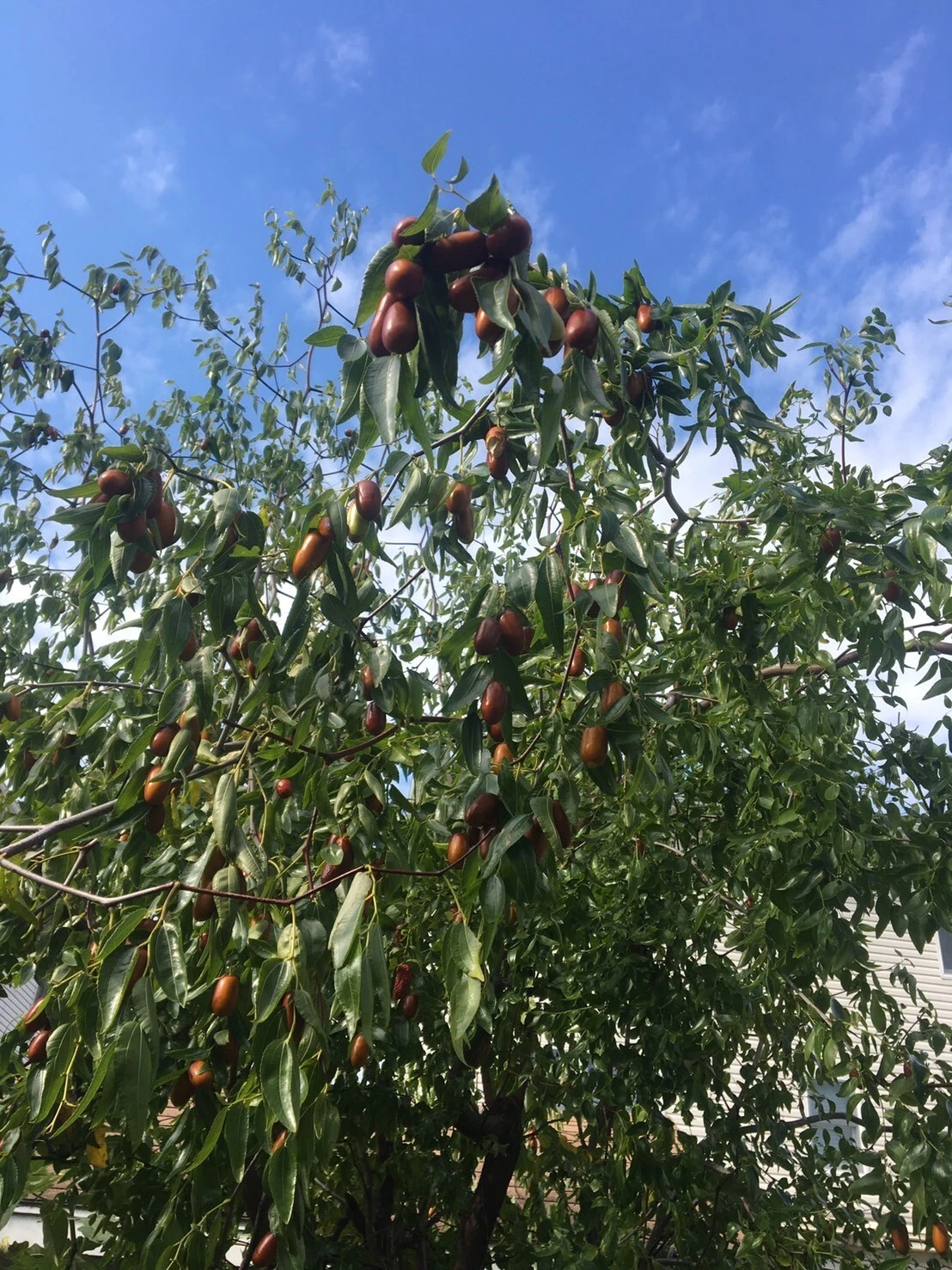 Tigertooth Jujube Cuttings – 5 Fresh 6–8in Hardened Twigs, 1-Year Wood for Rooting or Grafting, Ziziphus Jujuba