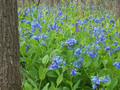 Virginia Bluebells Perennial Plants for Planting – 3 Mertensia Virginica, Shade Loving Woodland Flower