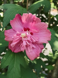 Rose of Sharon ‘Freedom’ Cuttings – Double Pink Hibiscus syriacus, 6–10" Unrooted Stems for Garden Shrub Propagation