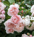 Pink Climbing Rose Cutting – 5–8" Unrooted Stem, Garden Climber Rose Propagation Cutting for Outdoor Landscape