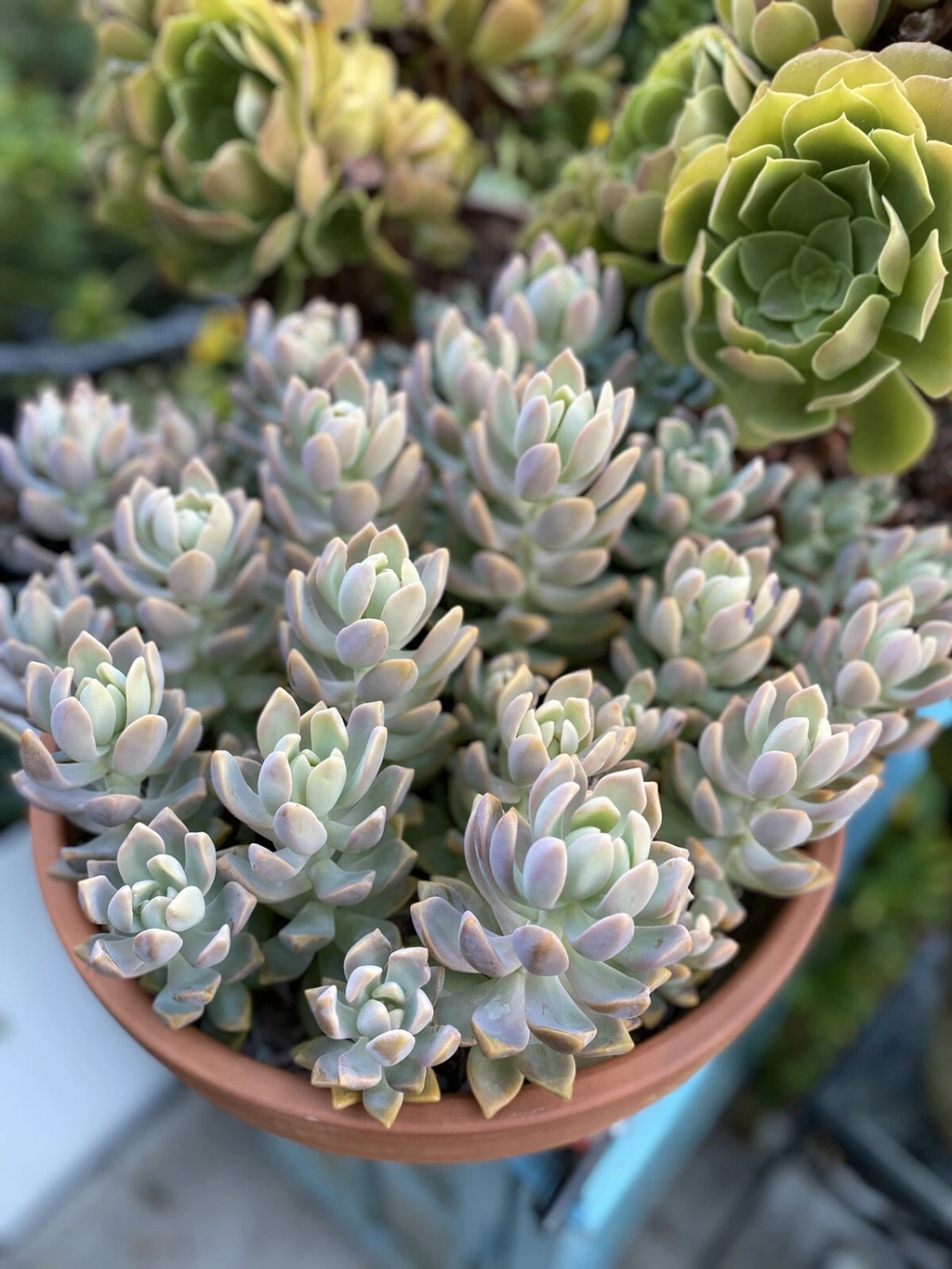 Ghost Plant Succulent Cutting for Planting – Unrooted Graptopetalum paraguayense Stem
