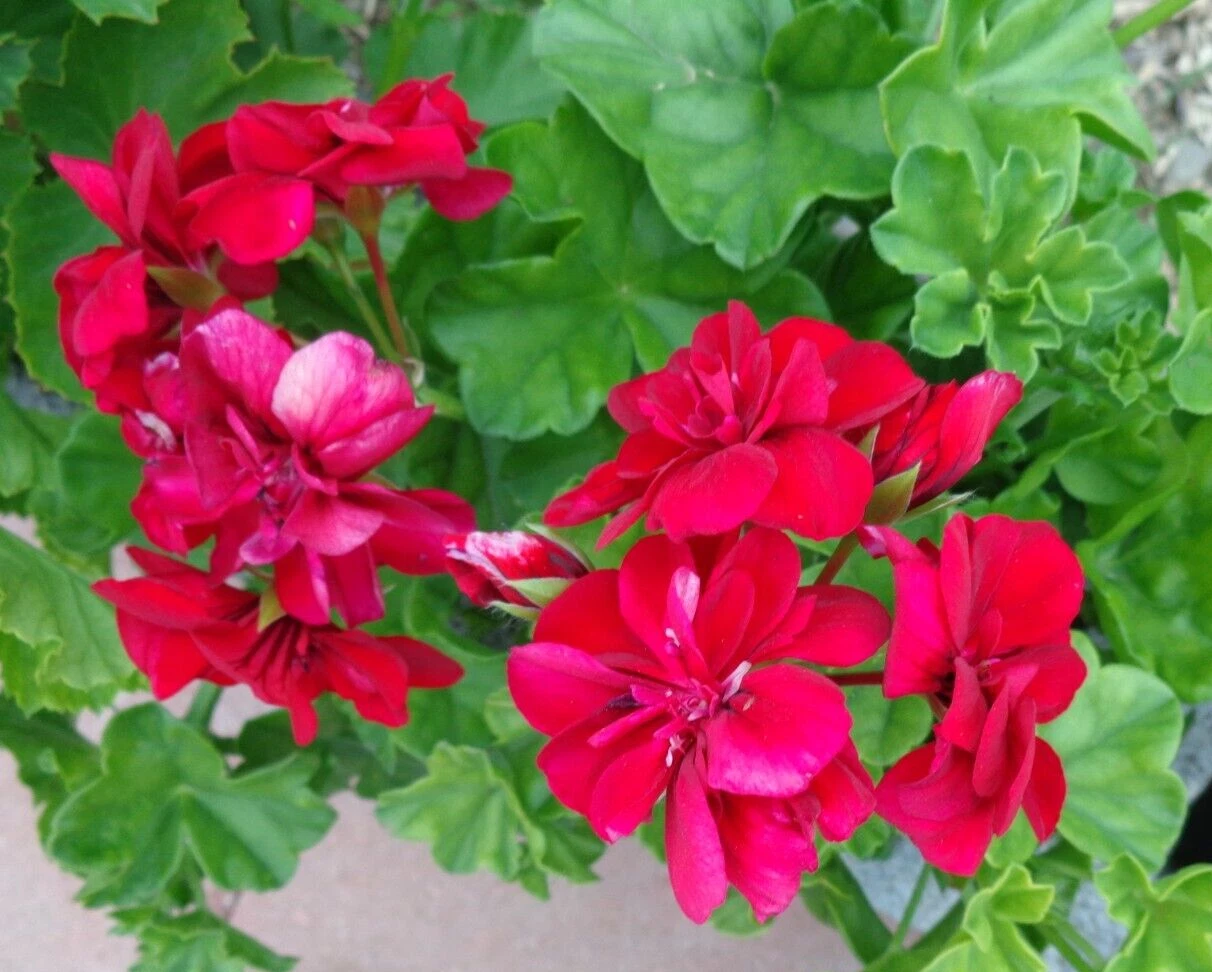 Rose Red Ivy Geranium Cuttings – 3 Live 6" Pelargonium Peltatum Stems, Trailing Citronella Type for Hanging Baskets & Garden Pots
