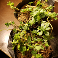 Sedum Sarmentosum Plant – Gold Moss Stonecrop – 垂盆草 – 1 Pot Live Edible Perennial Groundcover
