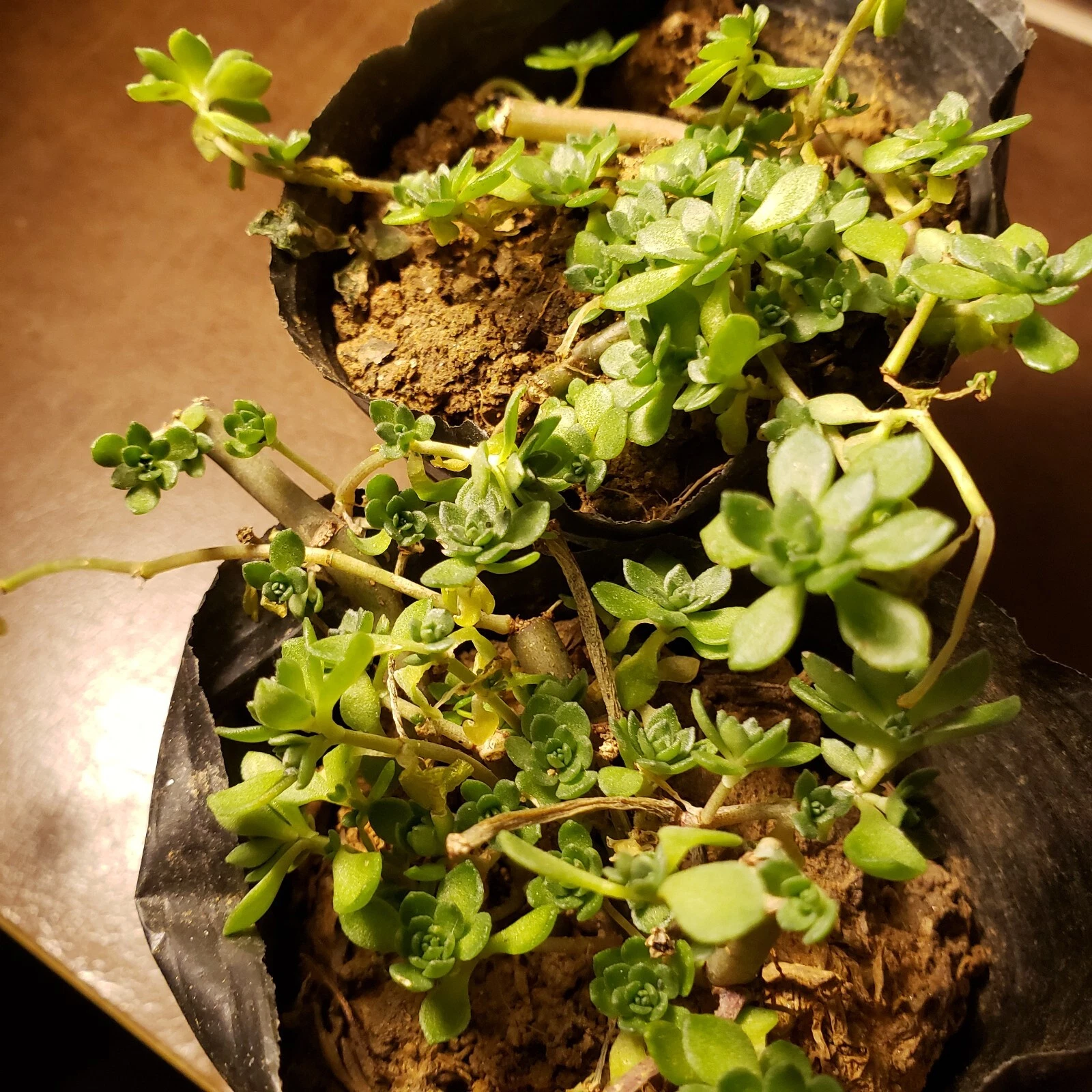 Sedum Sarmentosum Plant – Gold Moss Stonecrop – 垂盆草 – 1 Pot Live Edible Perennial Groundcover