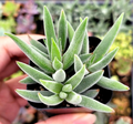 Crassula Mesembryanthemoides Tenelli Live Plant for Planting – 2 Inch Potted Succulent Starter