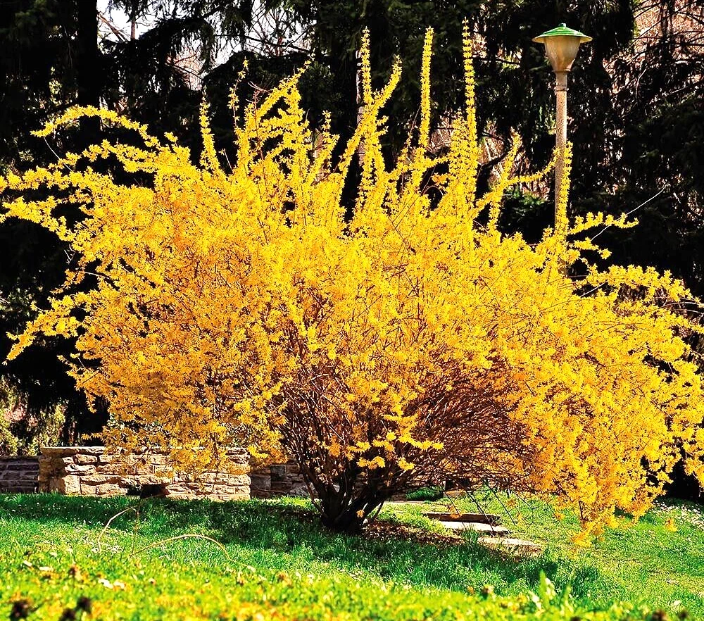 Golden Forsythia Cuttings for Planting – Hardy Ornamental Shrub Stems for Hedge or Landscape, Unrooted