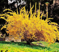 Golden Forsythia Cuttings for Planting – Hardy Ornamental Shrub Stems for Hedge or Landscape, Unrooted