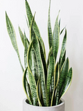 Snake Plant Cuttings – 3 Unrooted Sansevieria Clippings, Mother-In-Law's Tongue Starter Pieces for Propagation