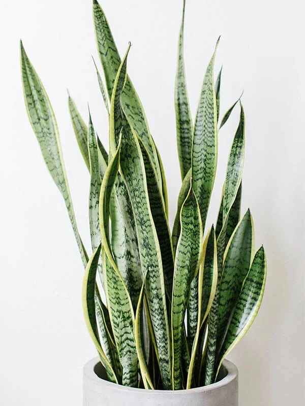 Snake Plant Cuttings – 3 Unrooted Sansevieria Clippings, Mother-In-Law's Tongue Starter Pieces for Propagation