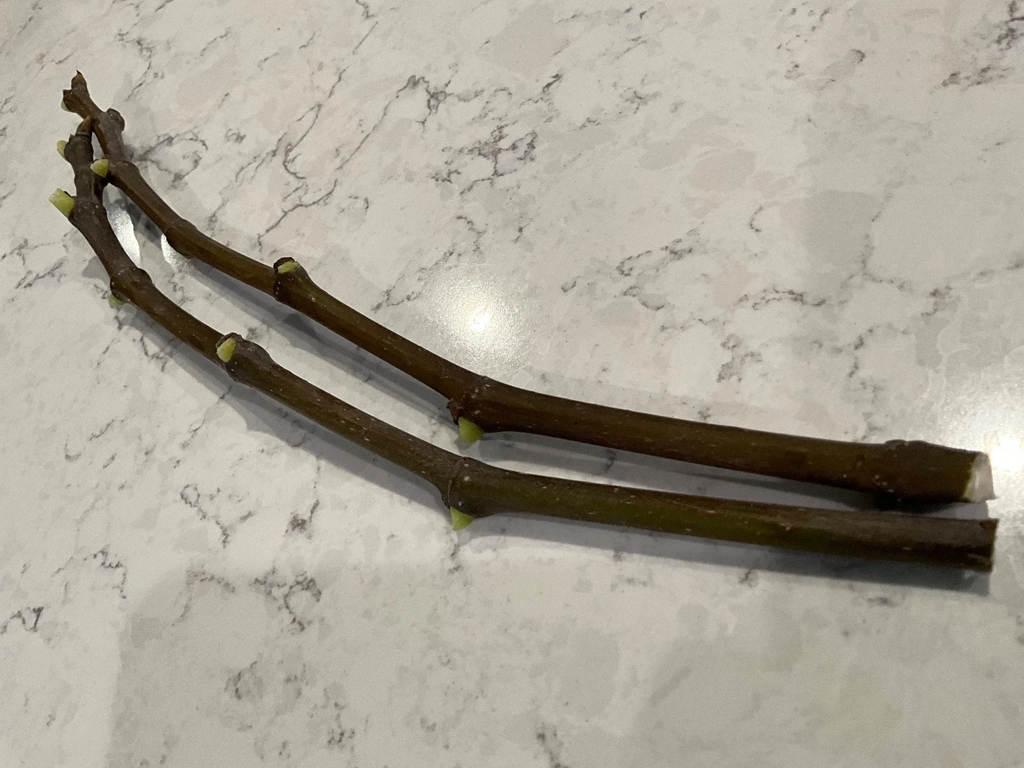 Strawberry Verte Fig Cuttings – 2 Fresh Ficus carica Cuttings 12 Inches Long, Fruit Tree for Rooting