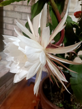 Queen of the Night Cuttings – 3 Epiphyllum oxypetalum 4–6" Stems for Rooting – Orchid Cactus