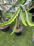 Baby Cerado Dragon Fruit Cutting – 8–12 Inch Unrooted Pitaya Stem, Tropical Cactus for Planting