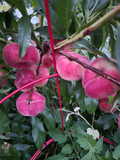 White Donut Peach Cuttings – 10 Unrooted Prunus Persica Branch Cuttings, Saturn Peach Type for Grafting or Rooting