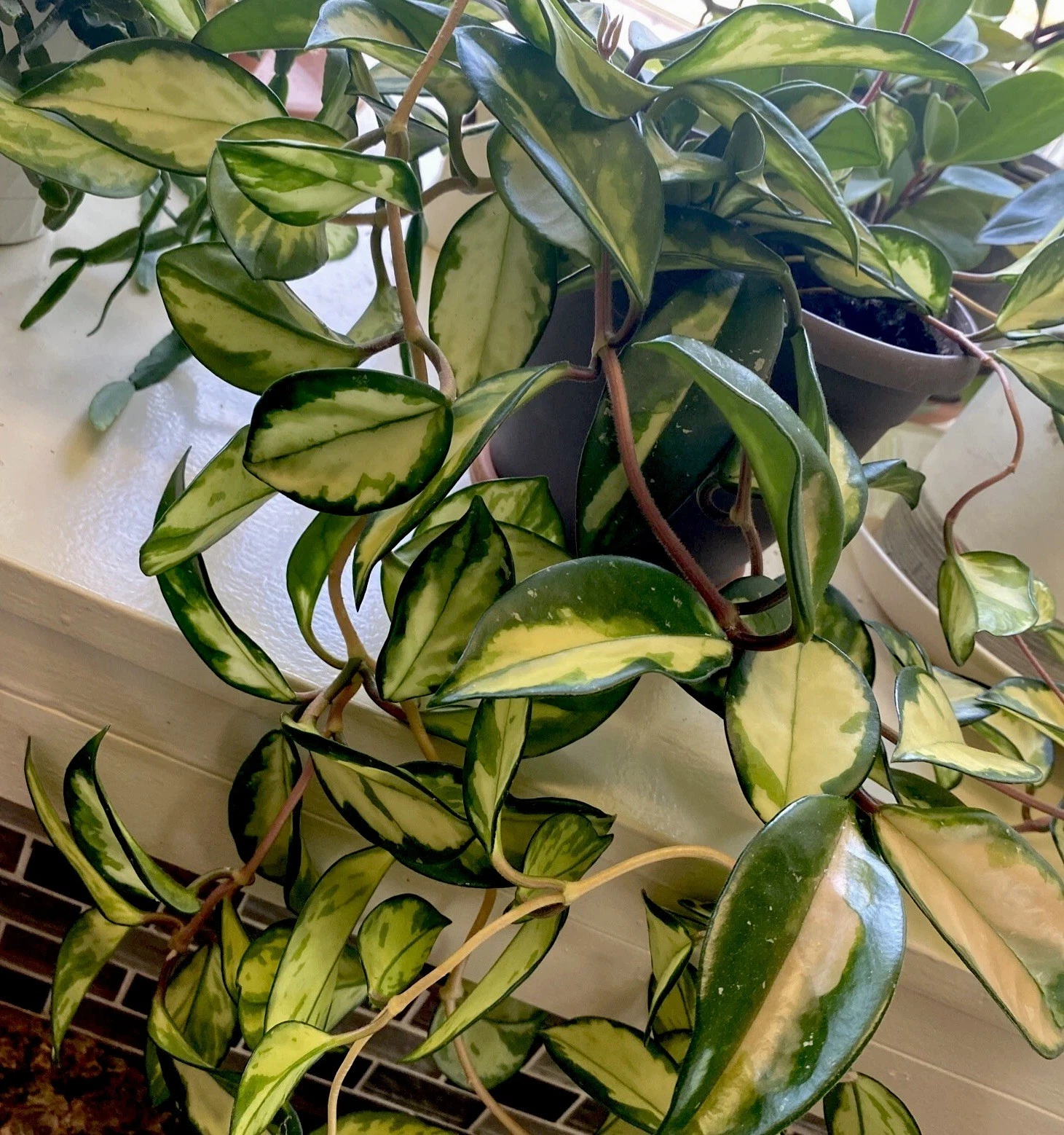 Hoya Krimson Princess Cuttings – 2 Unrooted Hoya carnosa Cuttings 3 Inches Long, Variegated Houseplant